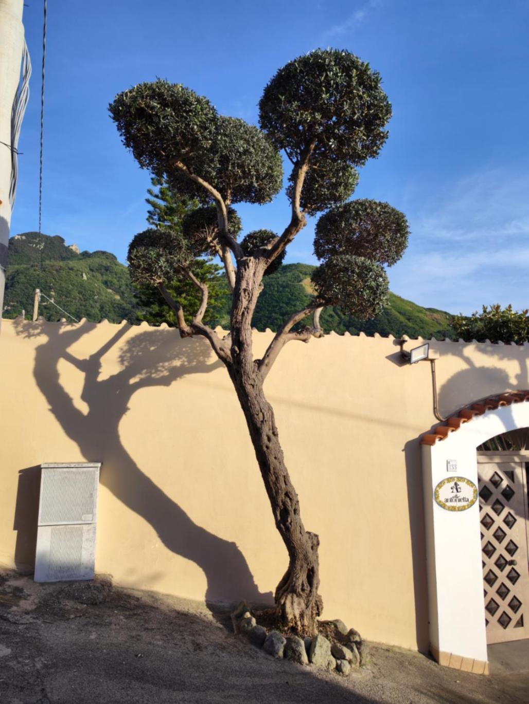 Villa Antonietta อีสเกีย ภายนอก รูปภาพ