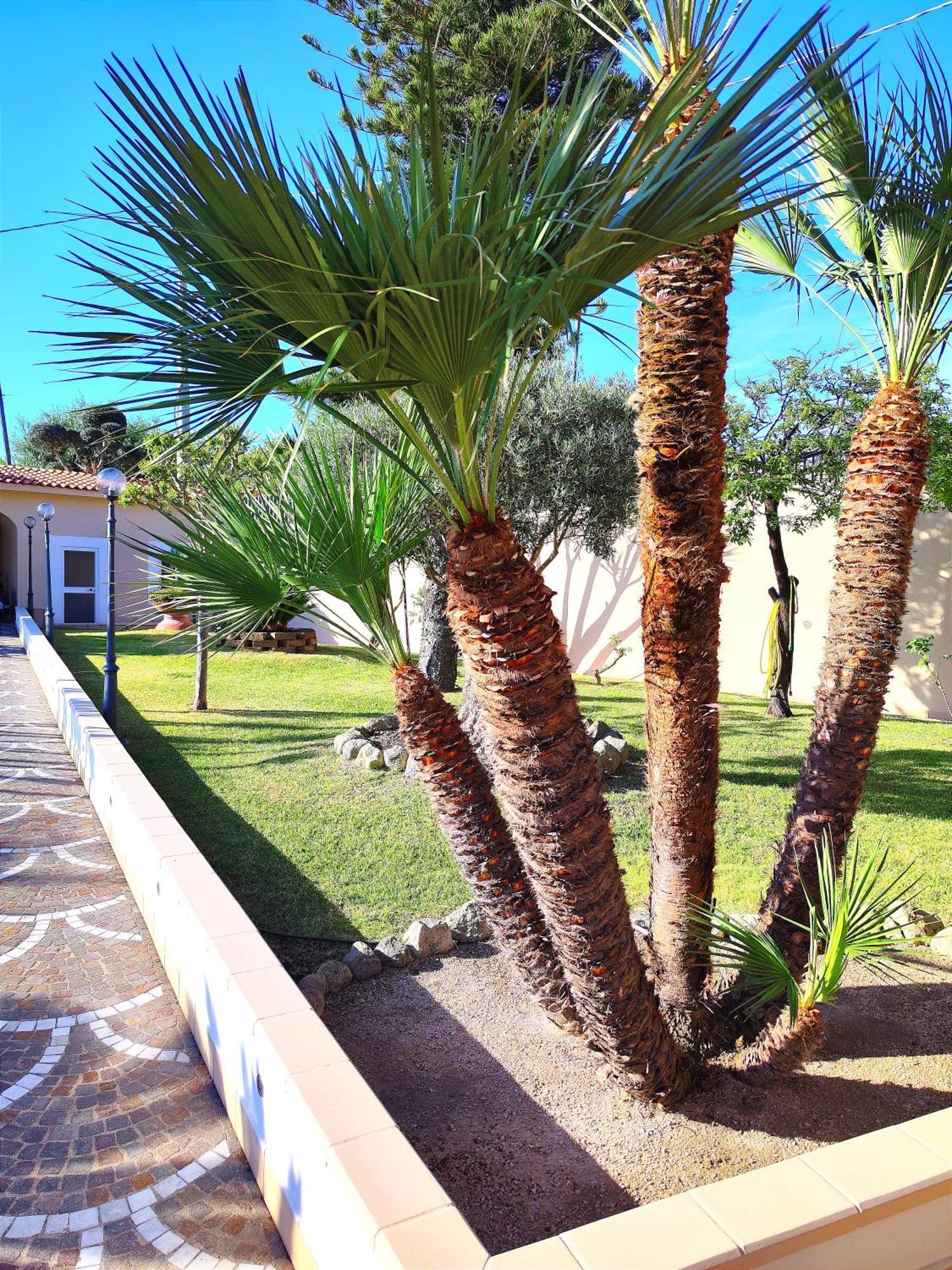 Villa Antonietta อีสเกีย ภายนอก รูปภาพ